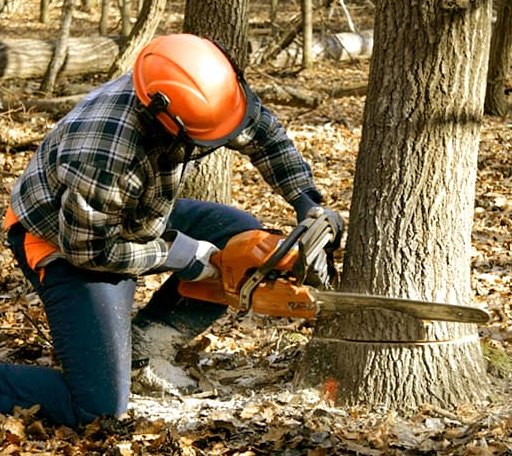 Tree Removal in Copper City, MI